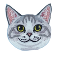 Cat - British Shorthair