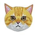 Cat - Orange Tabby
