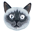 Cat - Birman/Siamese