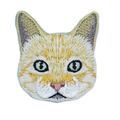 Cat - Domestic Shorthair/Abyssinian/Singapura