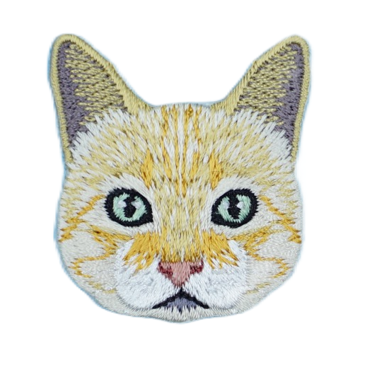 Cat - Domestic Shorthair/Abyssinian/Singapura