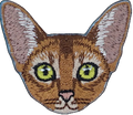 Abyssinian Cat