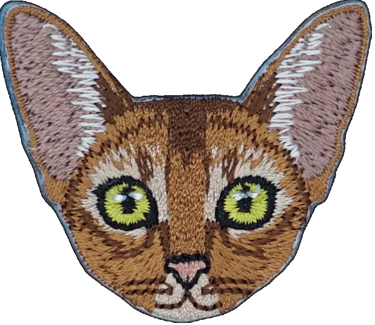 Abyssinian Cat