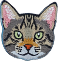 Tabby Cat