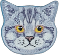 Gray Tabby Cat