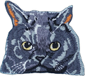 British Shorthair Cat