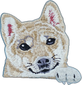 Shiba Inu Dog