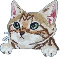 Tabby Kitten
