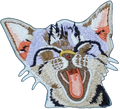 Yawning Kitten