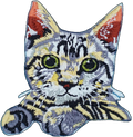 Tabby Kitten