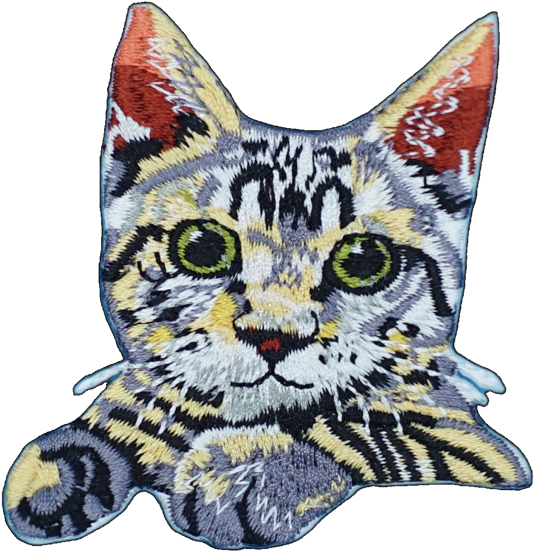 Tabby Kitten